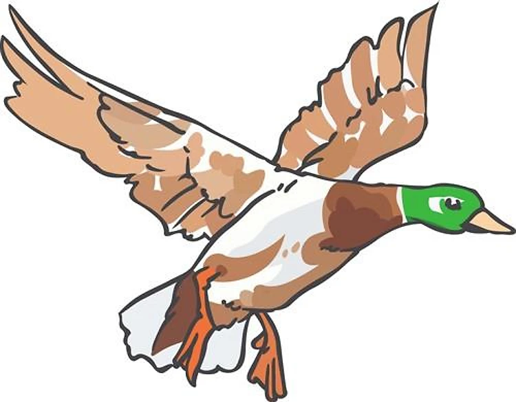 MALLARD DUCK