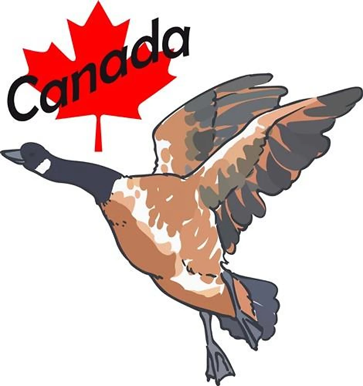 CANADA GOOSE MAPLE LEAF
