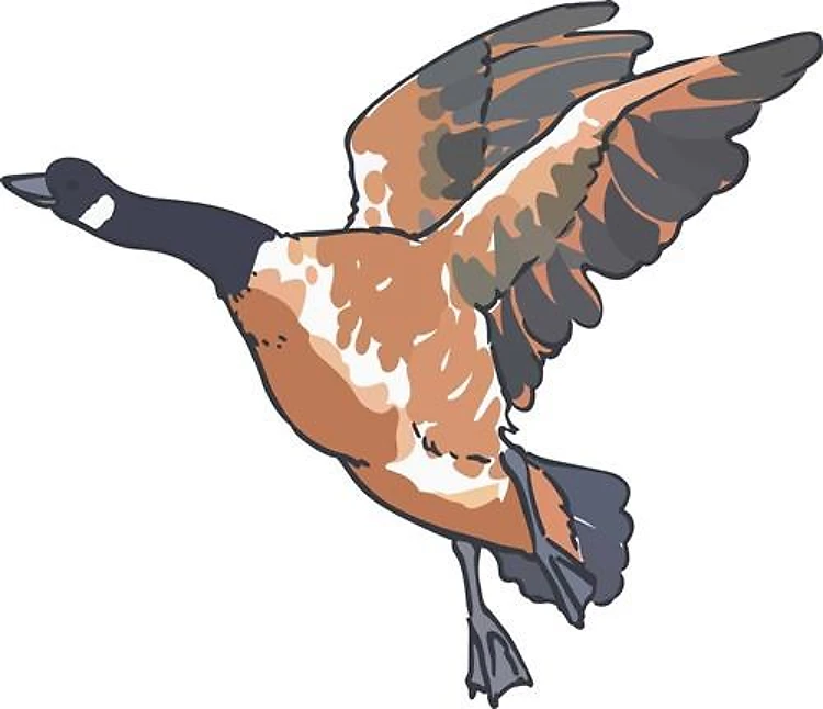 CANADA GOOSE