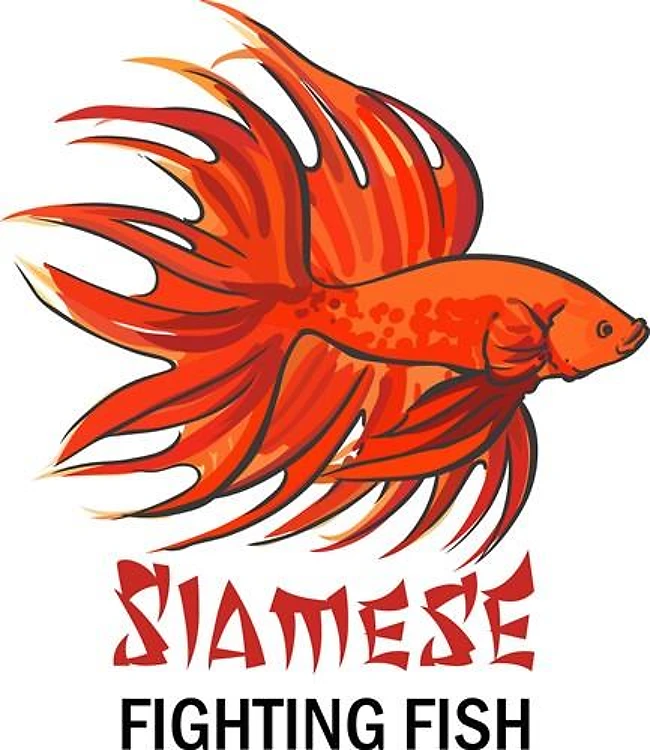 SIAMESE FIGHTING FISH