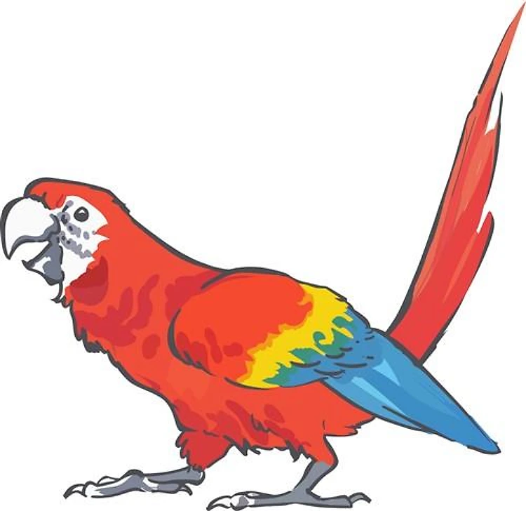 SCARLET MACAW
