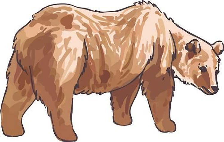 GRIZZLY BEAR