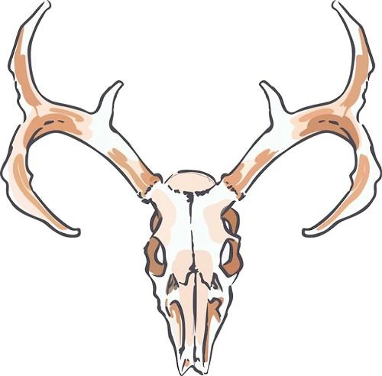 DEER SKULL