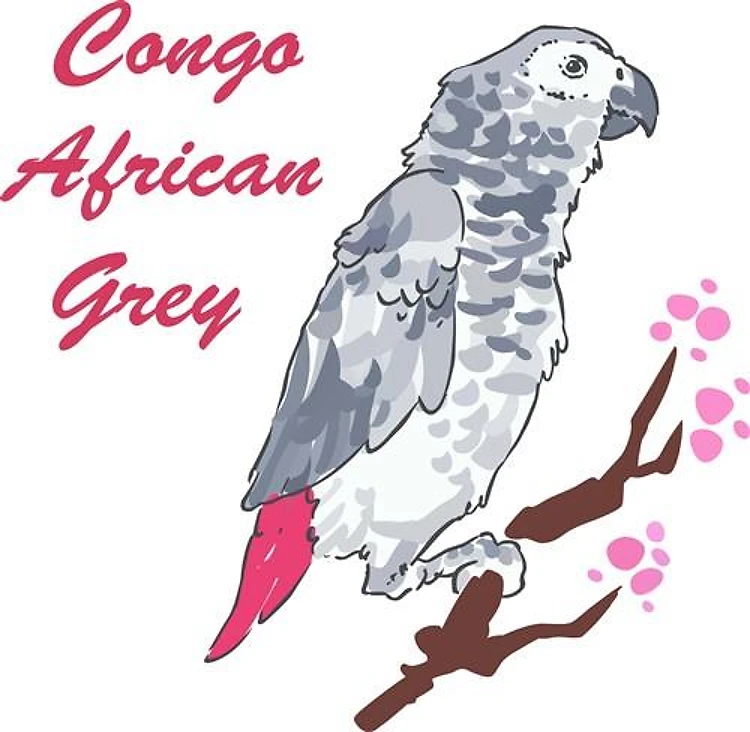 CONGO AFRICAN GREY
