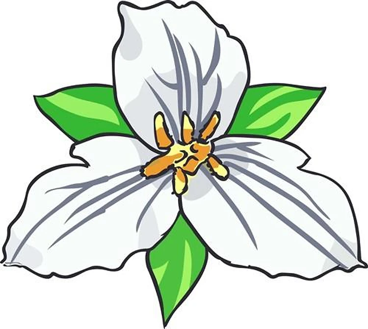 TRILLIUM FLOWER