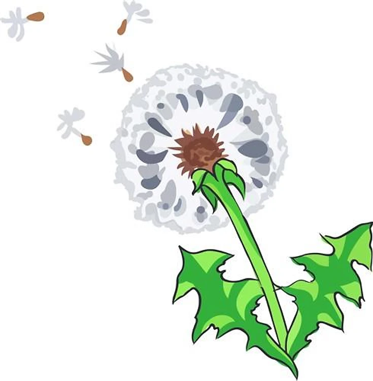 DANDELION FLOWER