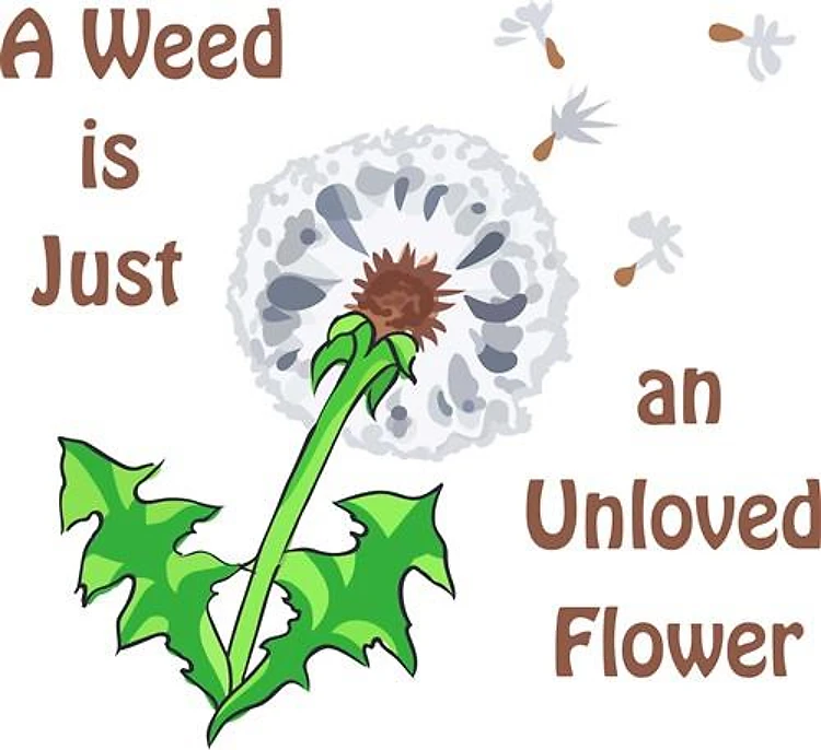 AN UNLOVED FLOWER