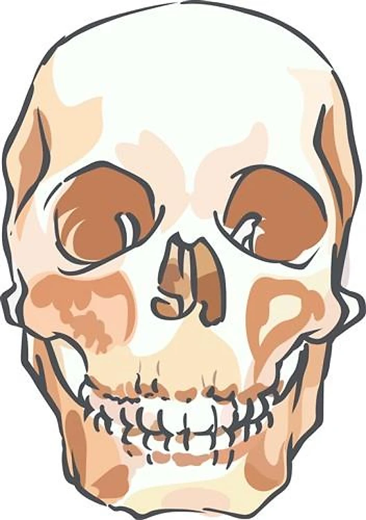 SMALL HUMAN SKULL