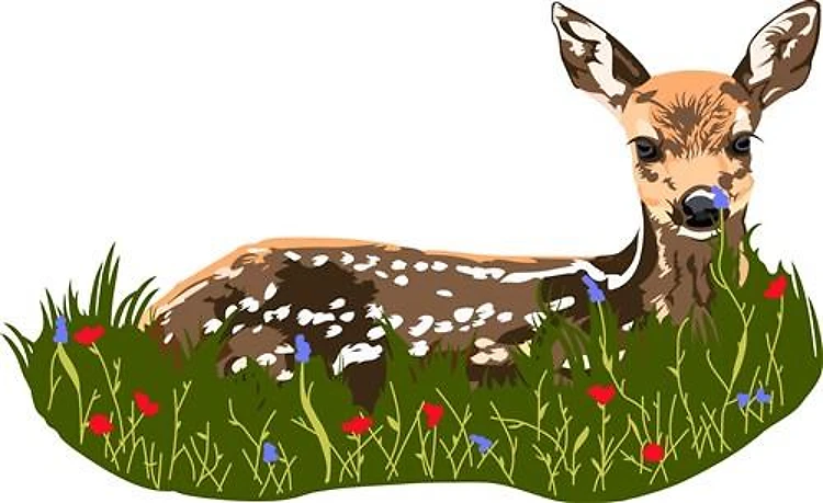 FAWN IN GRASS
