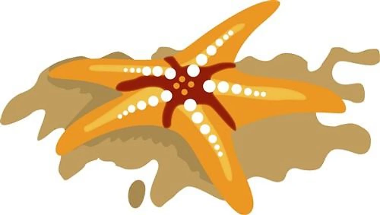 STARFISH ON THE BEACH