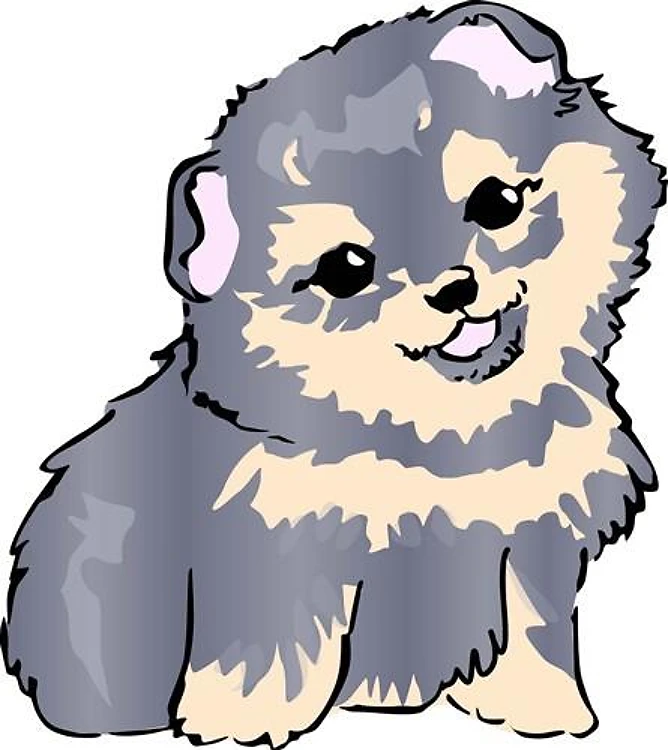 POMERANIAN PUPPY