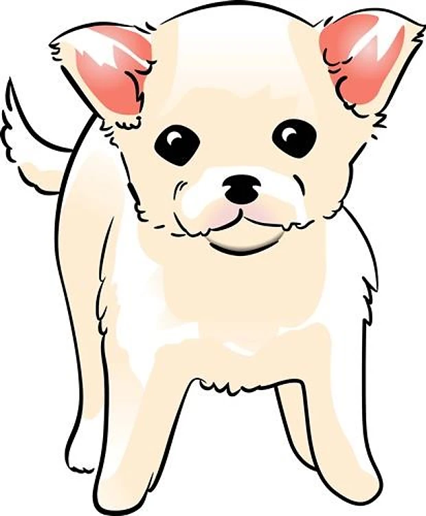 CHIHUAHUA PUPPY