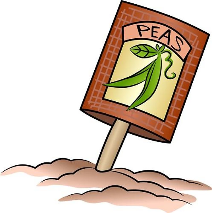 GARDEN PEAS