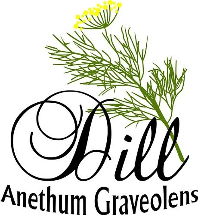 Dill Anethum Graveolens