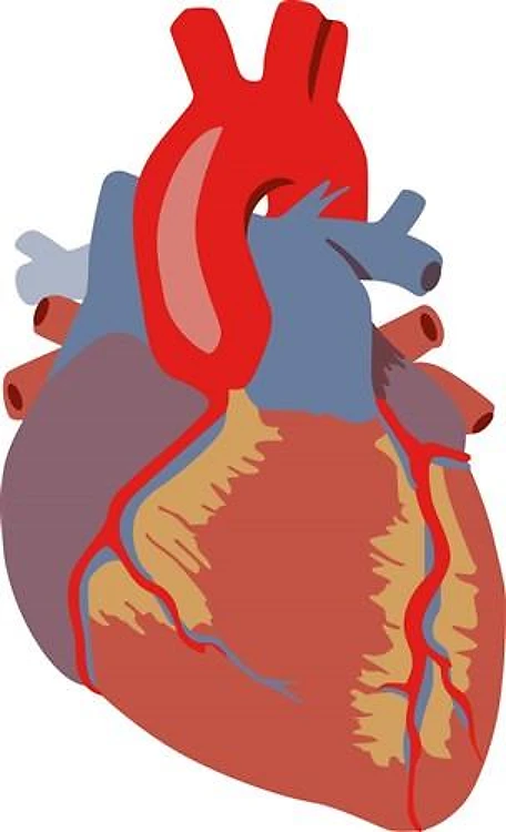 HUMAN HEART