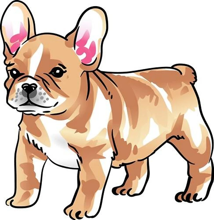 FRENCH BULLDOG