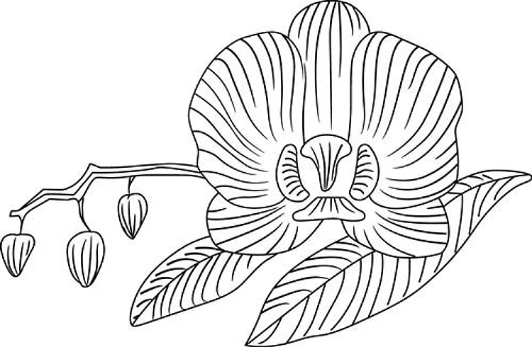 BOTANICAL FLORAL