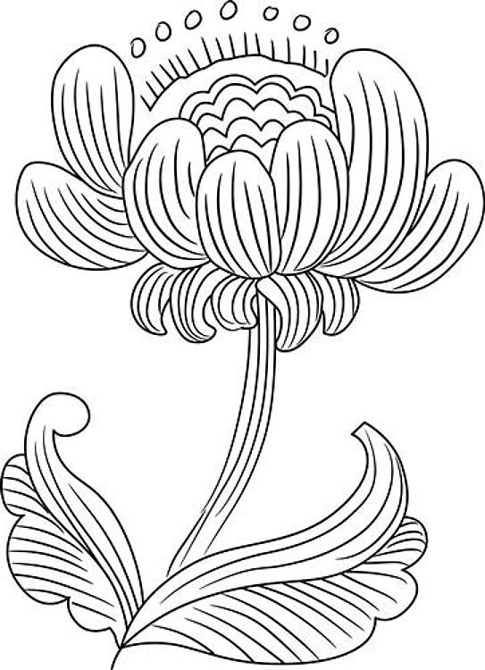 BOTANICAL FLOWER