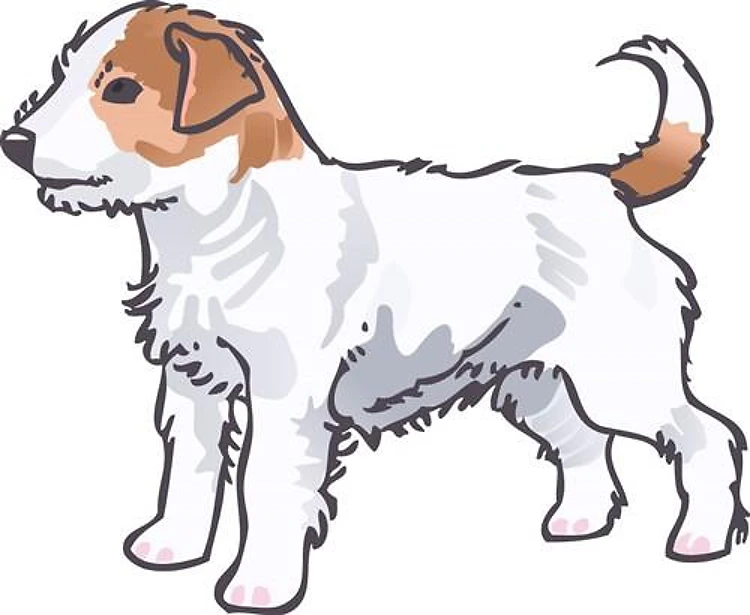 JACK RUSSEL TERRIER