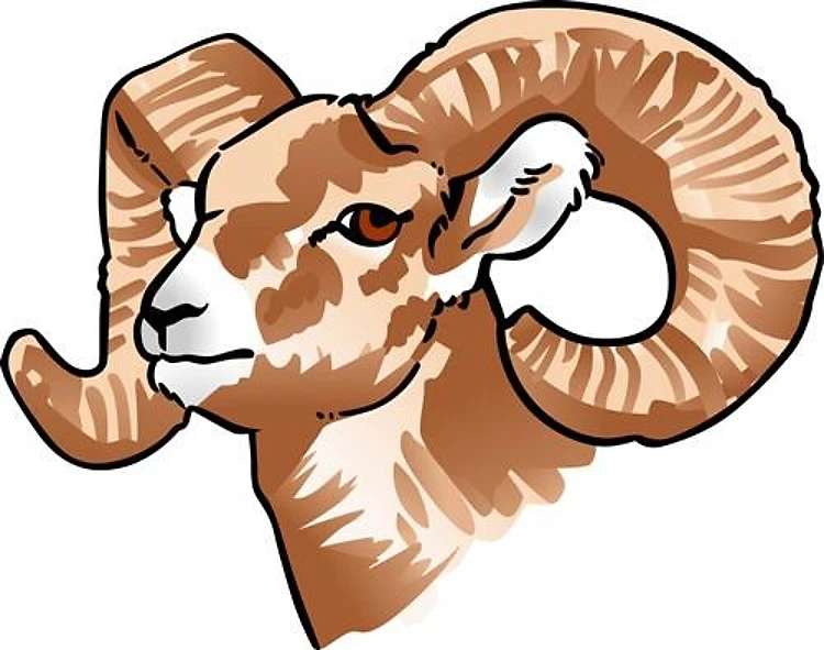 BIGHORN SHEEP