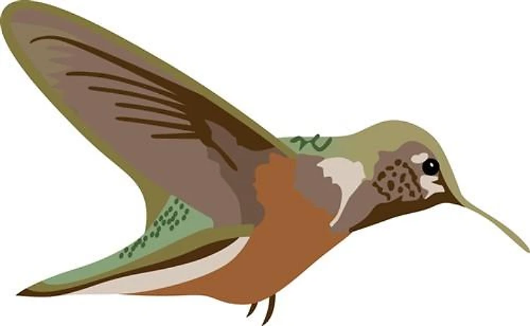 HUMMINGBIRD