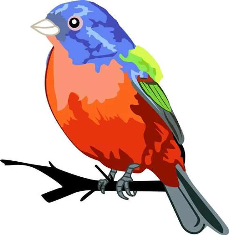 PAINTED BUNTING