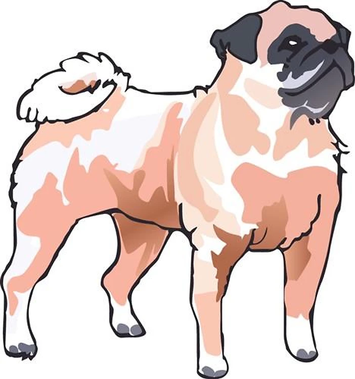 PUG DOG