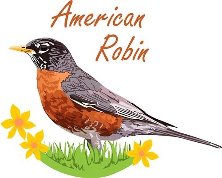 AMERICAN ROBIN