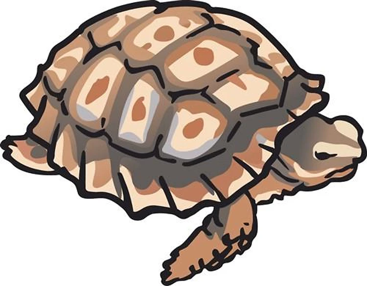 GALAPAGOS BABY TURTLE