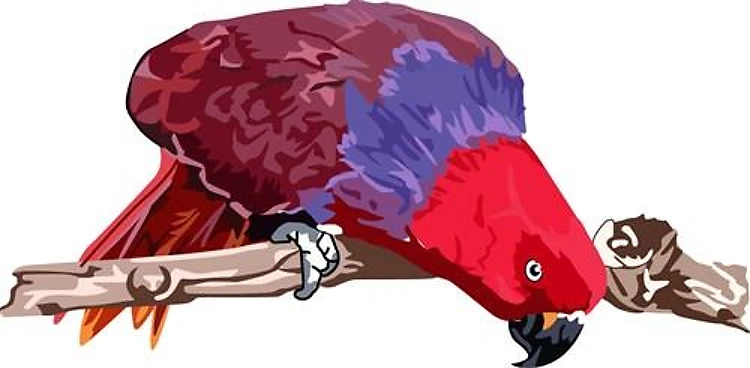 FEMALE ECLECTUS PARROT