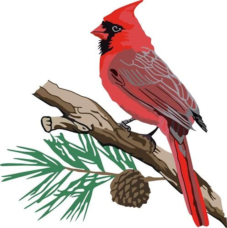 CARDINAL ON PINE