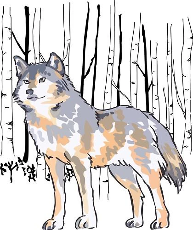 WOLF AND BIRCH TREES