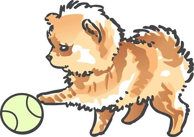 POMERANIAN PUPPY