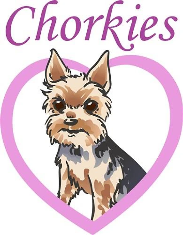 CHORKIE LOVE