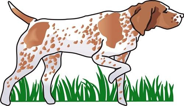 GERMAN POINTER IN GRASS