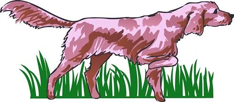IRISH SETTER IN GRASS