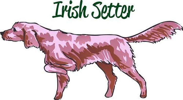IRISH SETTER
