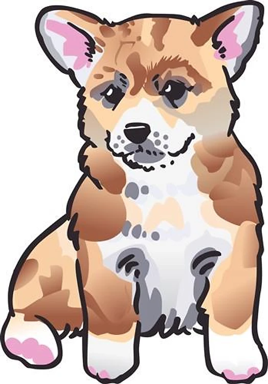 WELSH CORGI PUPPY