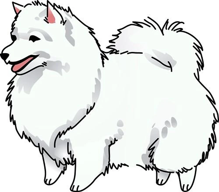 JAPANESE SPITZ