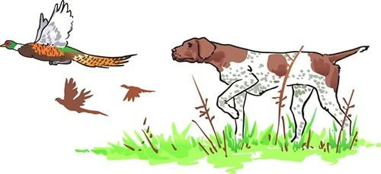 BIRD DOG AND PHEASANT