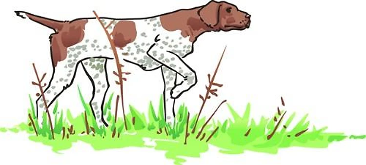 GSP BIRD DOG