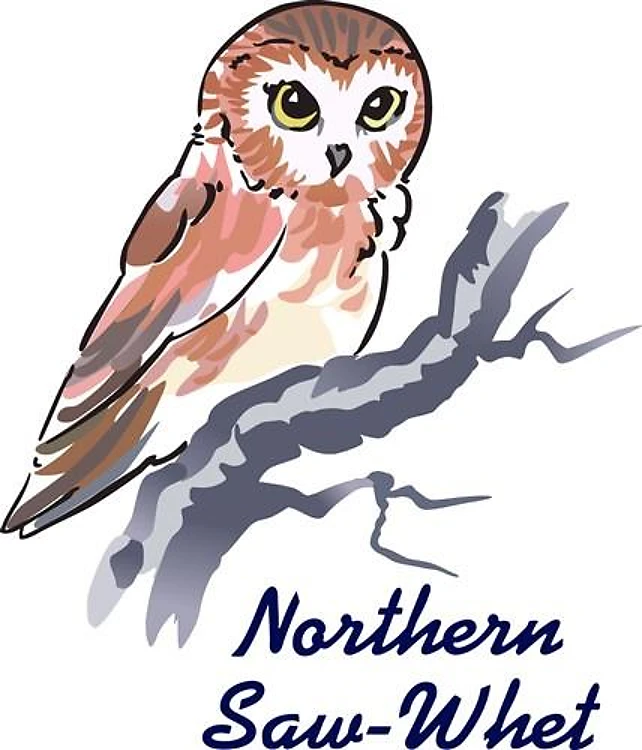 NORTHERN SAW WHET