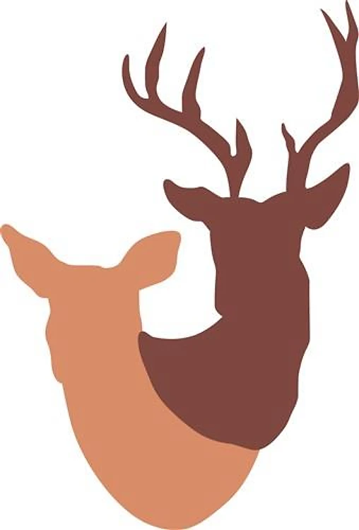 DOE AND BUCK DEER