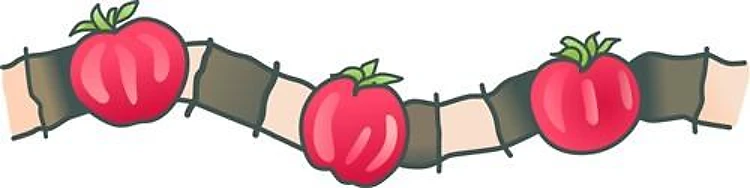 TOMATO BORDER