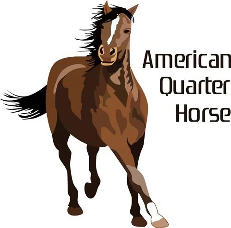 AMERICAN QUARTER HORSE