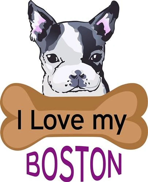 Love My Boston