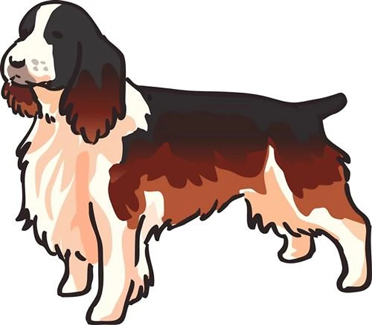 Springer Spaniel