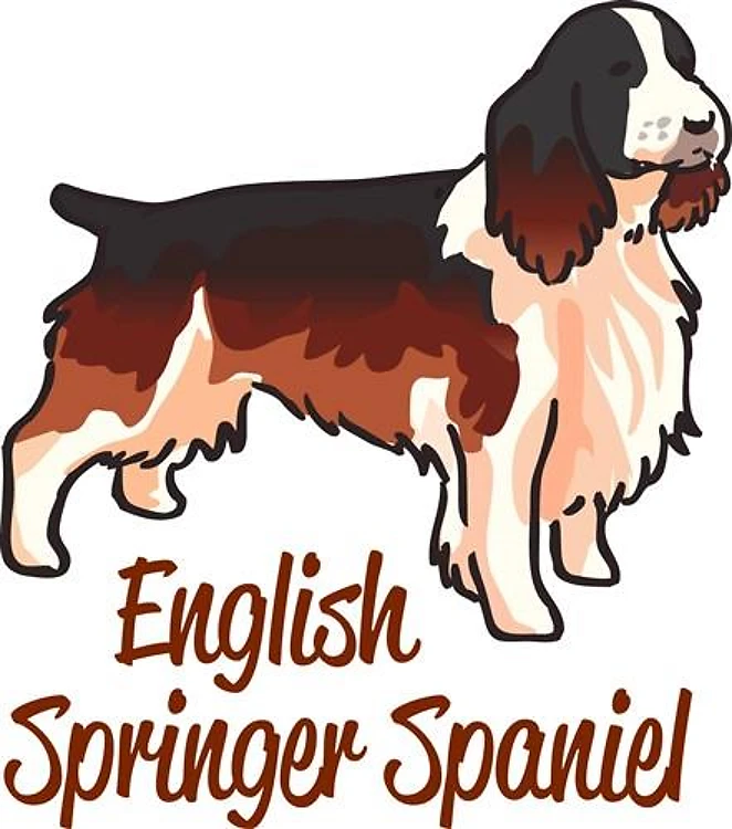 English Springer Spaniel