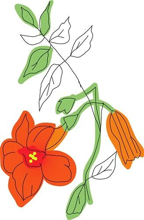 Trumpet Vine