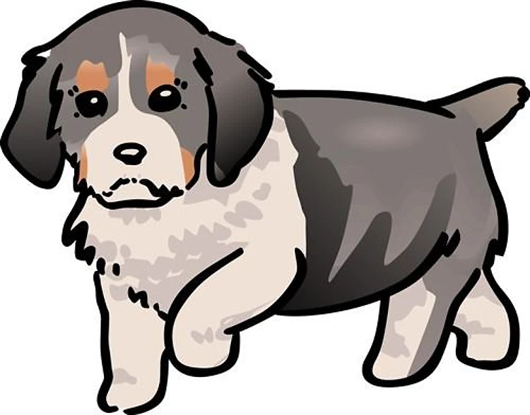 Springer Spaniel Puppy